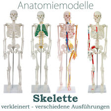 Menschliches skelett anatomie gebraucht kaufen  Schwalmstadt