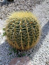 Pianta grassa echinocactus usato  Trivignano Udinese