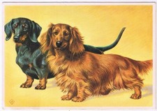 Postcard animal inseparable d'occasion  Expédié en Belgium