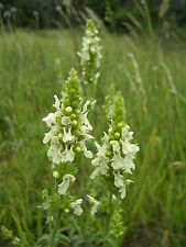 Stachys recta aufrechter gebraucht kaufen  Bad Kissingen