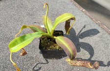 Nepenthes stenophylla kannenpf gebraucht kaufen  Erfurt