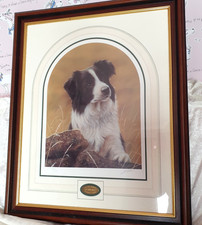 Border collie fine for sale Border collie fine for sale  CRAMLINGTON
