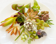 Beautiful colorful healthy for sale  San Jose