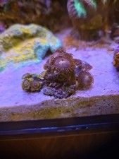 Zoa colony for sale  MALVERN