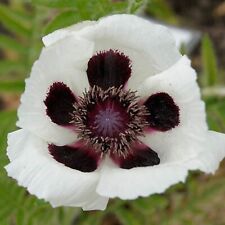 Oriental poppy checkers for sale  BELLSHILL