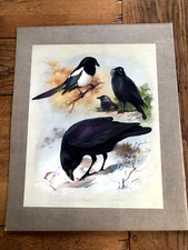 1900s large cromolithograph for sale  FORDINGBRIDGE