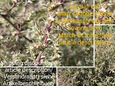Ruthenisches salzkraut salsola gebraucht kaufen  Langenfeld (Rheinland)