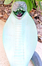 Realistic latex cobra for sale  Winter Springs