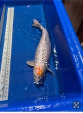 tancho koi d'occasion tancho koi d'occasion Expédié en Belgium