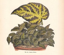 Stampa antica fiori usato  Lecco