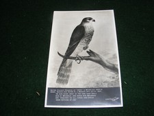 Vintage postcard bronte for sale  LIFTON