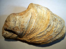 Fossile. huitre crassostrea d'occasion  Gap