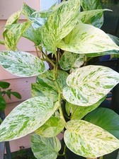 Snow marble queen for sale  Ladson