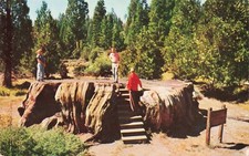 Postcard kings canyon for sale  Flourtown