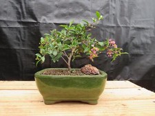 Medium weeping barbados for sale  Freeport