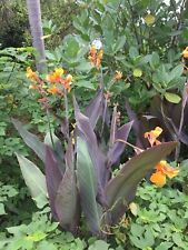 Canna smokey flame for sale  HIGH WYCOMBE