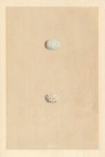 British bird eggs. for sale  LONDON