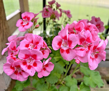 Geranium calliope pink for sale  Gate City