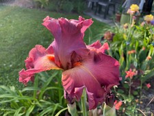 Schwertlilie iris dame gebraucht kaufen  Tussenhausen