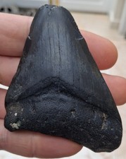 Megalodon tooth 3.39 for sale  BURGESS HILL