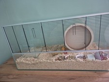 Hamsterkäfig glas zubehör gebraucht kaufen  Regensburg