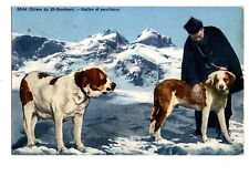 Dogs. st. bernard. for sale  YORK