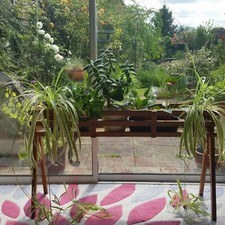 Vintage retro plant for sale  SWAFFHAM