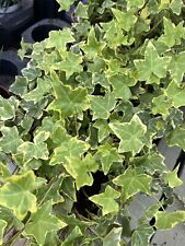 Hedera mixed trailing for sale  DEREHAM