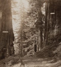 Postcard rppc california usato  Spedire a Italy