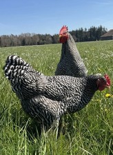 Amrock stück bruteier gebraucht kaufen  Wangen im Allgäu