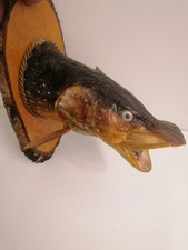 Hechtkopf präparat fisch gebraucht kaufen Hechtkopf präparat fisch gebraucht kaufen  München