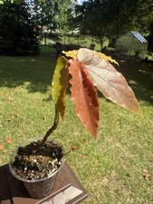 Angel wing begonia for sale  Ballwin