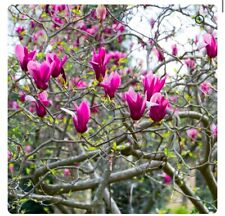 Tinkerbelle magnolia hybrid for sale  Mobile