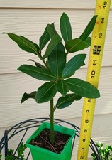 Organic bay leaf for sale  Kilgore