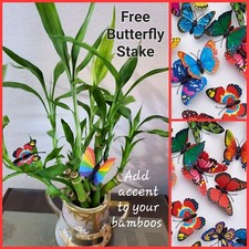 Lucky bamboo plants for sale  Sugar Land