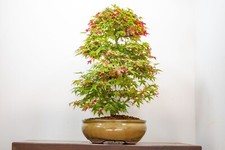 Deshojo japanese maple for sale  DERBY