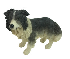 Imports border collie for sale  Dayton