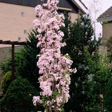 Japanese flagpole flowering for sale  EDINBURGH