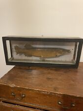 Taxidemy antique pike for sale  LONDON