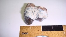 Hp12 fossil mammal for sale  Custer