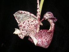 Coryanthes alborosea basketorc gebraucht kaufen  Ludwigshafen am Rhein