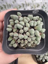 Conophytum subfenestratum succ for sale  BIRMINGHAM