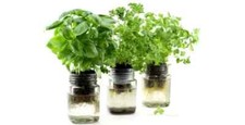 Grow without soil for sale  Houston