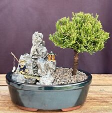 Uprightjuniper bonsai tree for sale  Patchogue