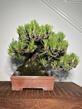 Japanese yamadori black d'occasion  Expédié en Belgium