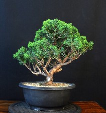 Bonsai chinesischer wacholder gebraucht kaufen  Bielefeld