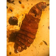 Unknown pupae pupa d'occasion  Expédié en Belgium