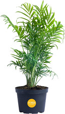 Costa farms neanthebella for sale  Denver