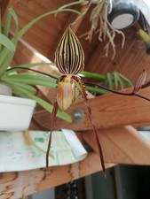Paphiopedilum moustache blühe gebraucht kaufen  Georgensgmünd