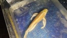 Butterfly yambuki ogon for sale  Long Beach